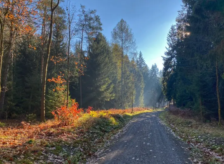 Ageing Germany Turns To Indian Talent To Bridge Labour Crisis: Report