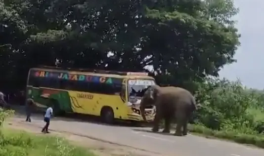 443 Killed In Elephant Attacks In Odisha Over Three Years