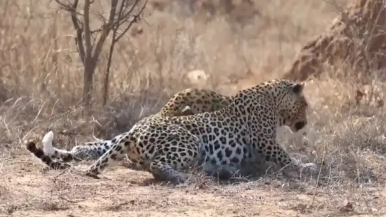 Youth Kills Leopard With Stones In Himachal Pradesh