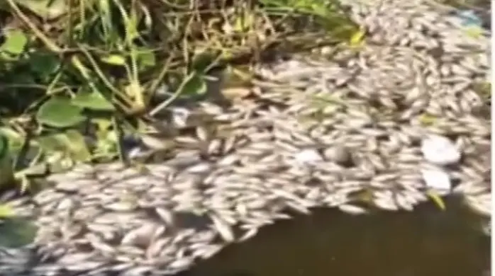 Dead Fish Found Floating In Kapiljor Creek Near Odisha’s Paradip