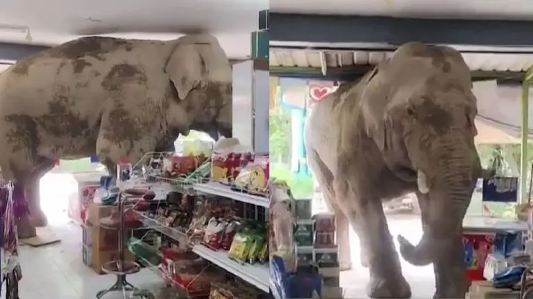 Elephant raids food store