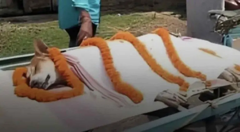 Hero’s Farewell For Stray Dog Who Fought Snake To Save 30 School Kids In Odisha