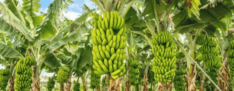 Banana Growers In Maharashtra Hit Hard By Middle East Crisis; Many Destroying Own Crops