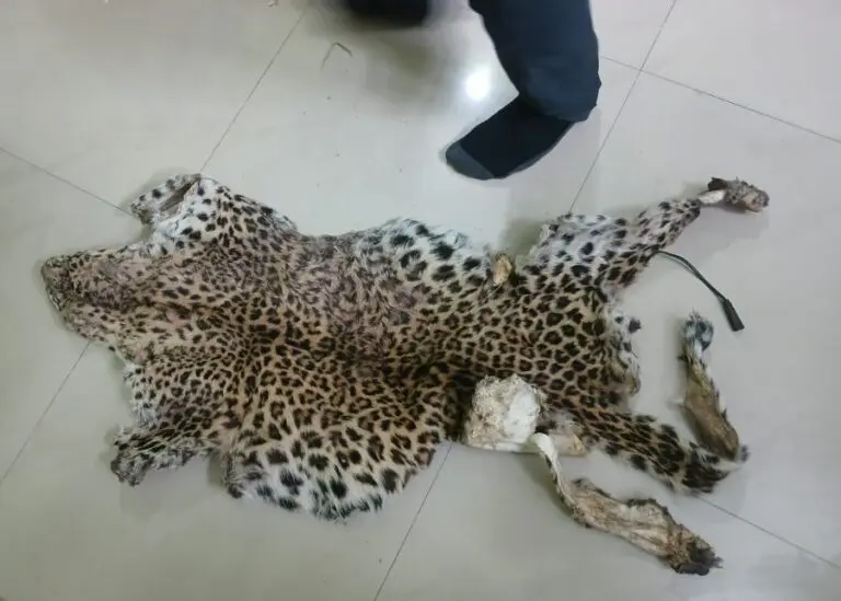 Leopard skin seized