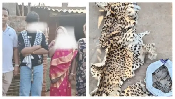 Leopard Skin, Pangolin Scales Seized; Woman, Son Held; Manhunt On For Prime Accused