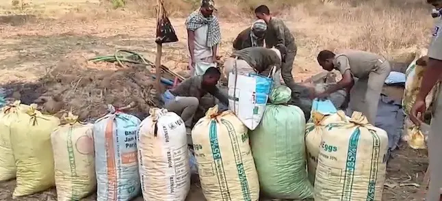 Police Dig Out 2010 Kg Ganja Valued At Rs 2 Cr From Remote Gajapati Forest In Odisha