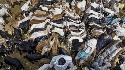 Clash over goats in Mumbai society