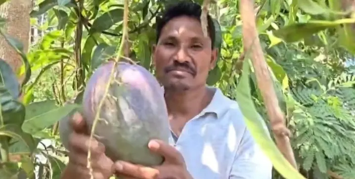 Odisha Farmer Grows ‘World’s Most Expensive’ Mango, Now Guards Them Day & Night