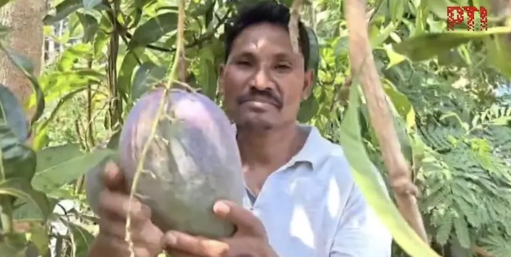Odisha Farmer Grows ‘World’s Most Expensive’ Mango, Now Guards Them Day & Night