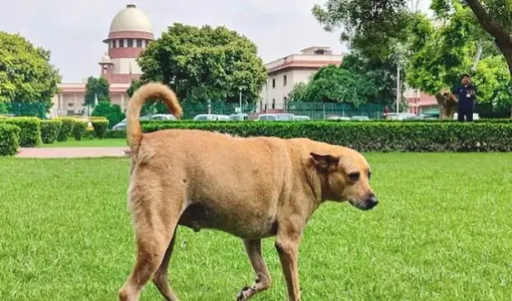 Can’t Ignore Dog Bites: SC Refuses To Modify Order On Removal Of Strays; Bins Appeals
