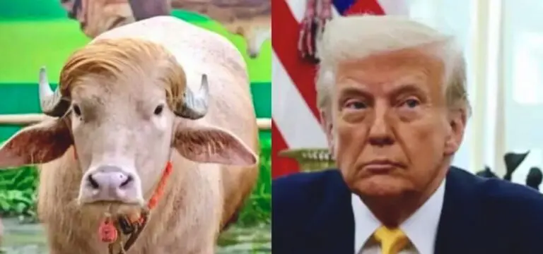Buffalo Trump Spared Butcher’s Knife In Bangladesh; Relocated To Zoo