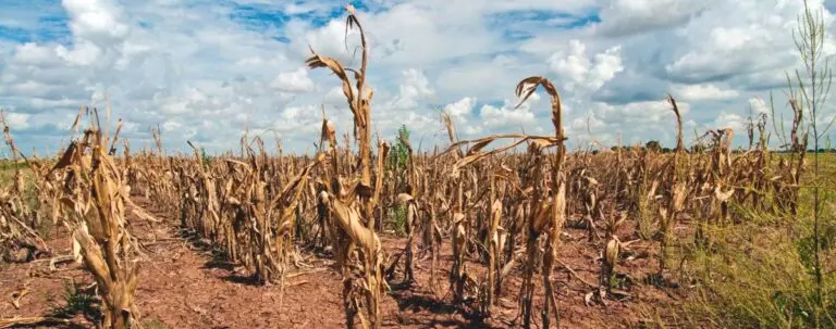 Rainfall Could Be 90% Of Average, IMD Forecasts; Food Production Concerns Grow