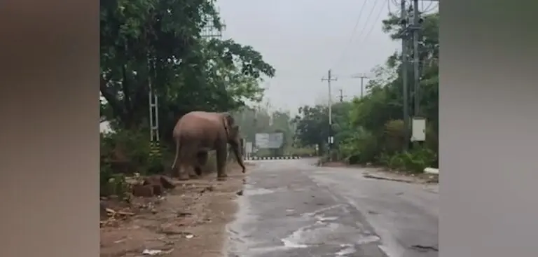 Lone Makhna Elephant Wanders Onto Bhubaneswar City Roads, Sparks Panic