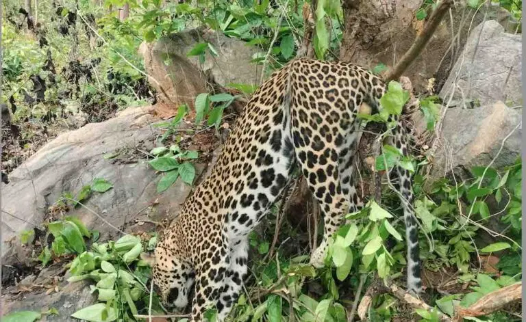 Leopard Dies After Getting Trapped In Poacher’s Snare In Odisha’s Balasore
