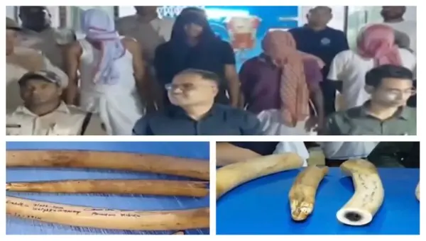 Four Smugglers Nabbed With Elephant Tusks, Wildlife Parts In Odisha’s Keonjhar