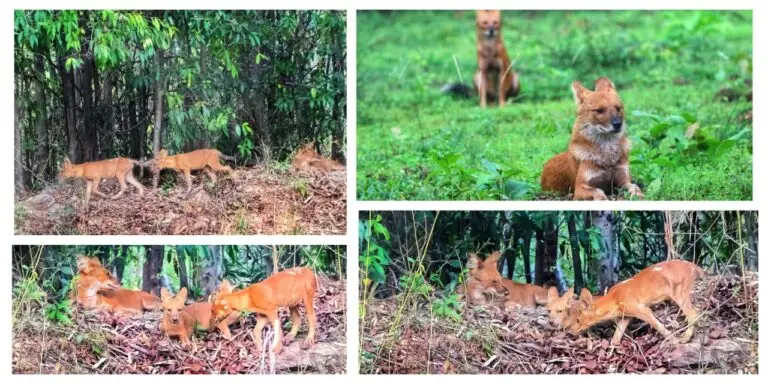 Odisha’s Debrigarh Becomes New Breeding Ground For Rare & Endangered Indian Dholes