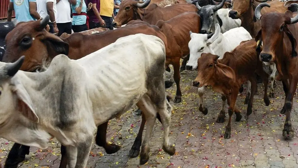 No cow slaughter