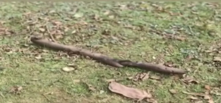 Man Beaten To Death By Neighbour After Verbal Spat In Odisha’s Sundargarh