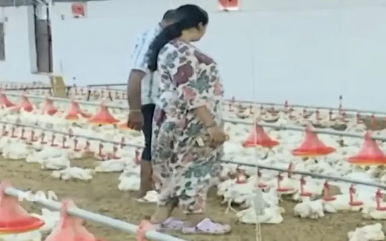 Power Outage, No Diesel: Over 5K Chickens Die In 3 Hours At Odisha EC Poultry Farm