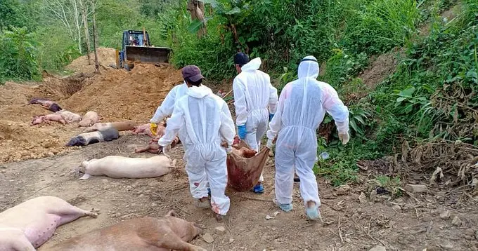 Nagaland Bans Pork Sale In Some Dists To Check African Swine Flu Spread