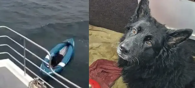 Dramatic Rescue: Frightened German Shepherd Saved From Inflatable Kayak In North Sea