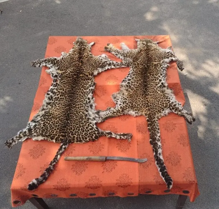Berhampur SP Seeks Specialised Wildlife Crime Probe In Leopard Skin Seizure Case