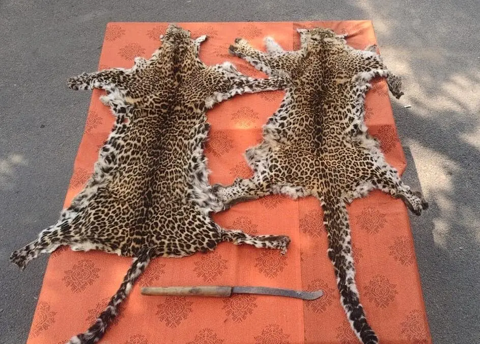 Berhampur SP Seeks Specialised Wildlife Crime Probe In Leopard Skin Seizure Case