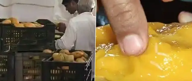 Spoiled Mangoes, Fungus And Worms: FSSAI Video Reveals Hazard At Gujarat Juice Unit