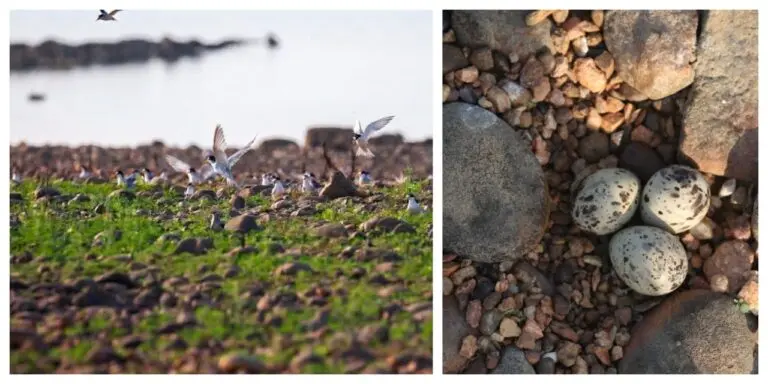 Odisha: Summer Bird Nesting Doubles In Hirakud Wetland
