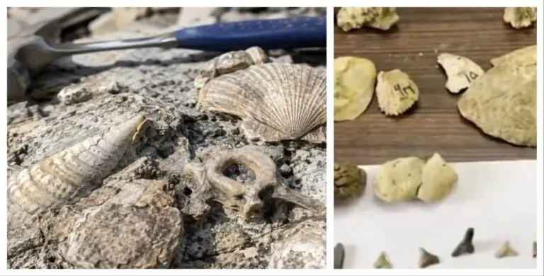 15-Million-Year-Old Marine Fossils Found In Odisha’s Baripada