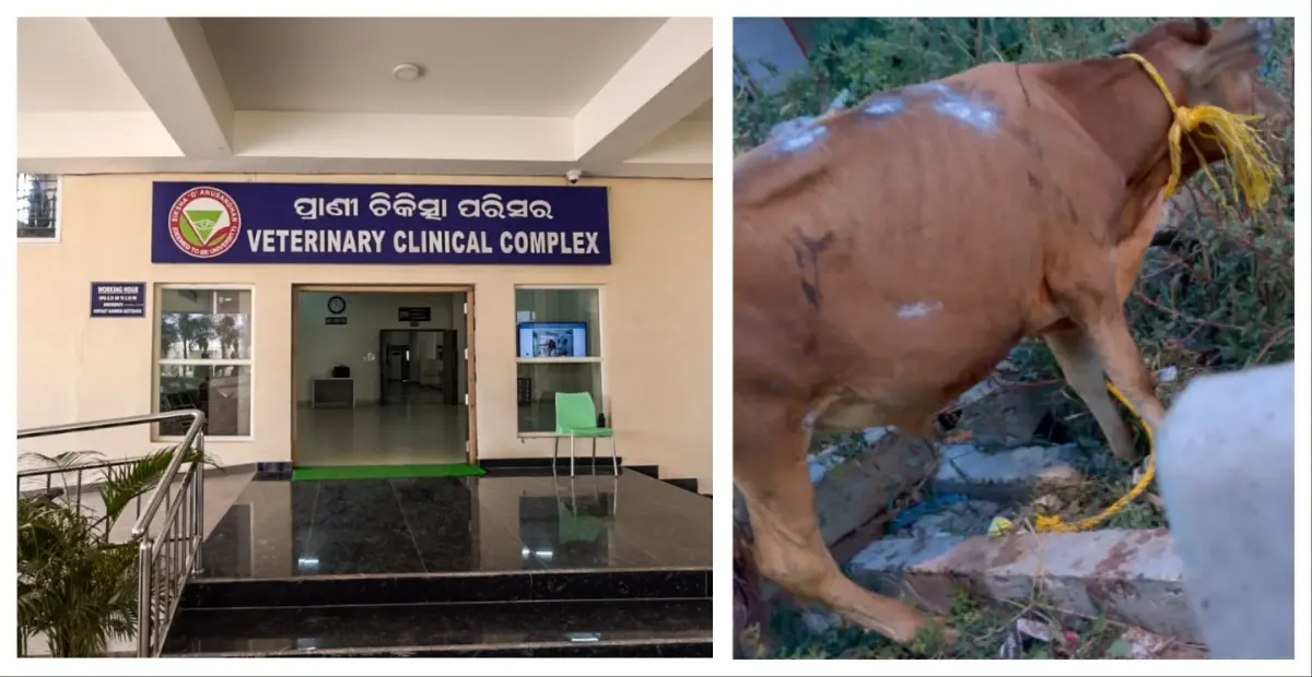 Stray Cow, Victim Of Hit-&-Run Accident, Recovers At SOA Vet Complex