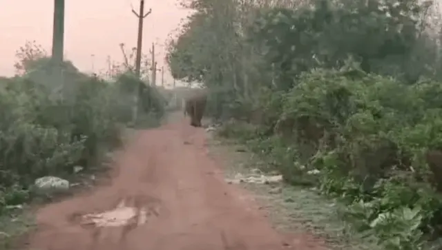 Makhana Elephant From Chandaka Seen On Bhubaneswar Outskirts