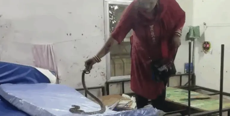 Woman Rescuer Captures Giant Venomous Snake From Girls’ Hostel In Odisha’s Mayurbhanj