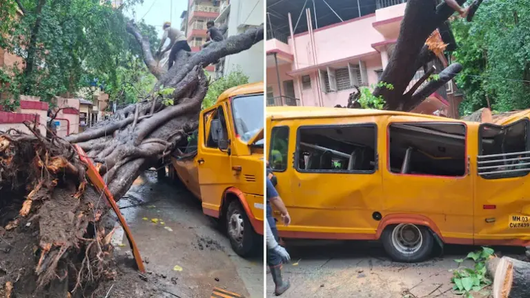 Tree on schoolbus