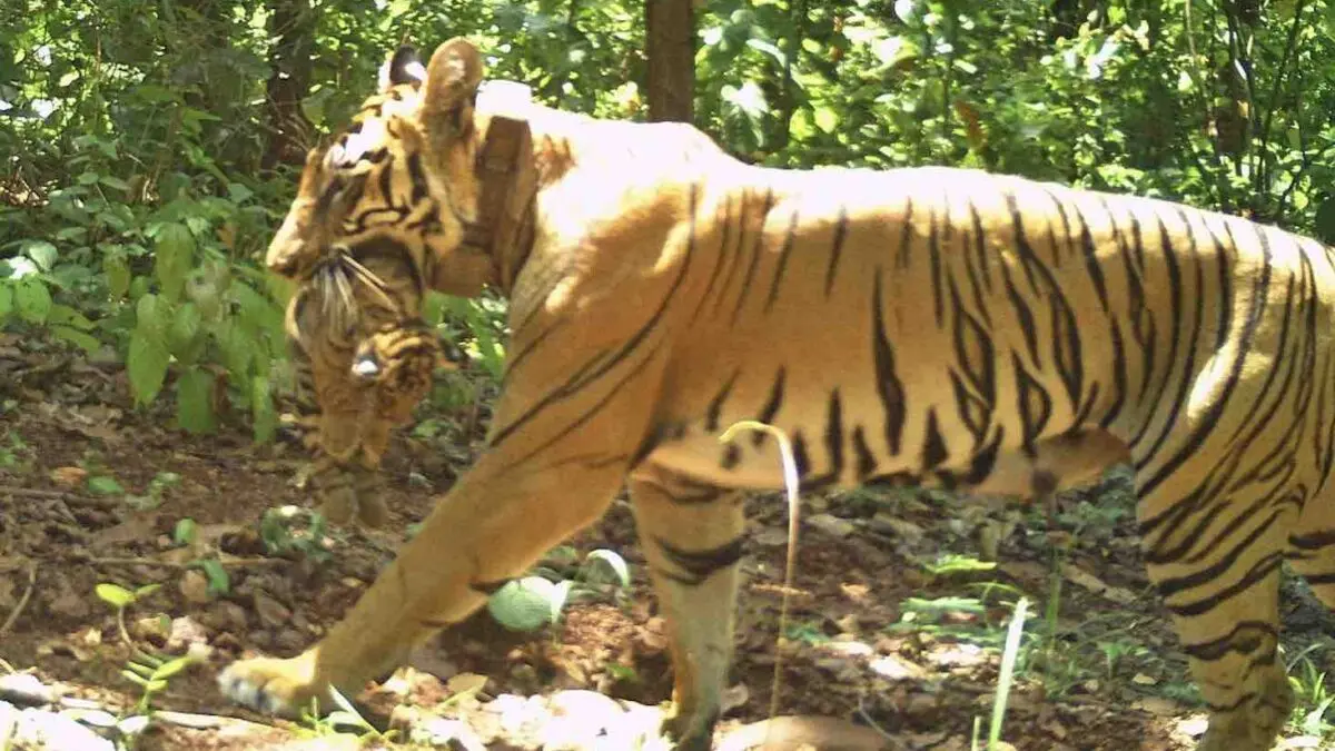 Quadruple Joy In Odisha’s Similipal: Translocated Tigress Zeenat Gives Birth To 4 Cubs
