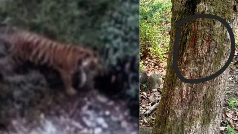 Royal Bengal Tiger Spotted In Himachal Pradesh, Claims Report