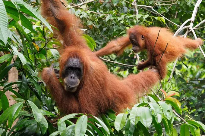 Four Days Of Rain Kill 7% Of World’s Rarest Orangutan Population: Study