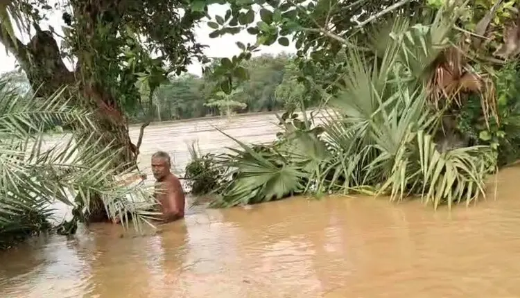 Odisha Farmer Rescued After Spending 24 Hours On Palm Tree In Flood-Hit Village