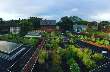 Green roofs
