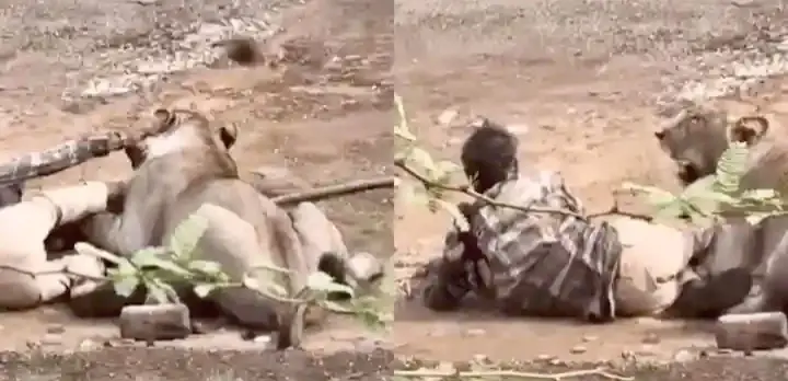 Lion Attacks Man Outside House In Gujarat; Video Goes Viral