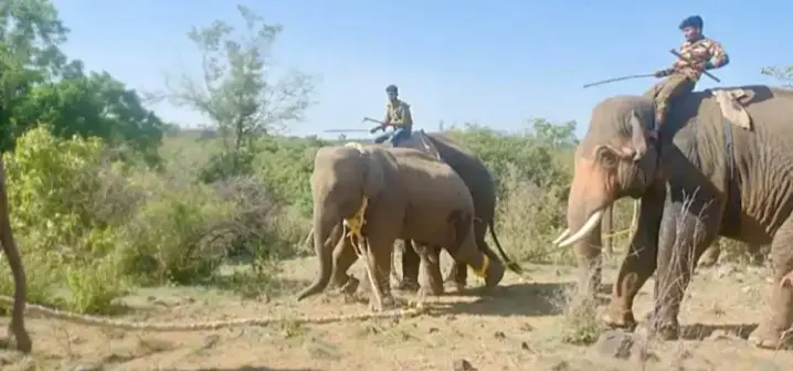 Grieving Elephant That Chased People For Three Years Captured in Andhra Pradesh
