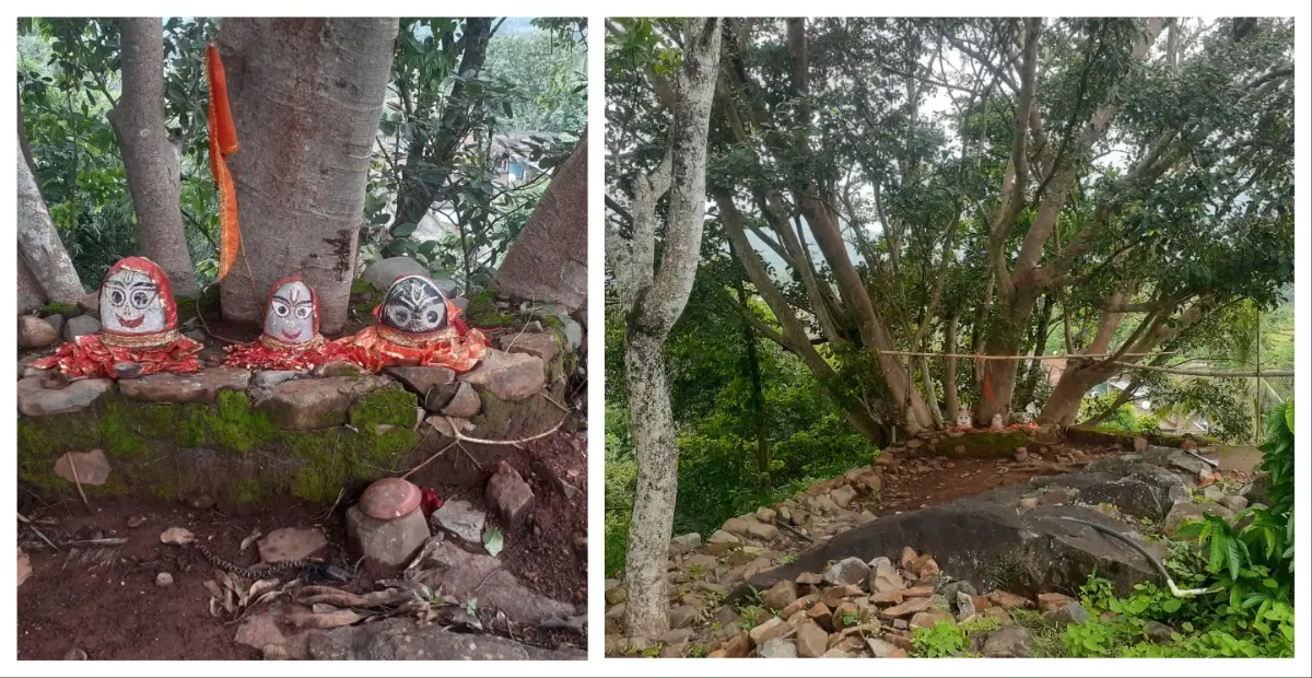 Stone Jagannath Yatra Keeps Ancient Saura Tradition Alive At Mahendragiri