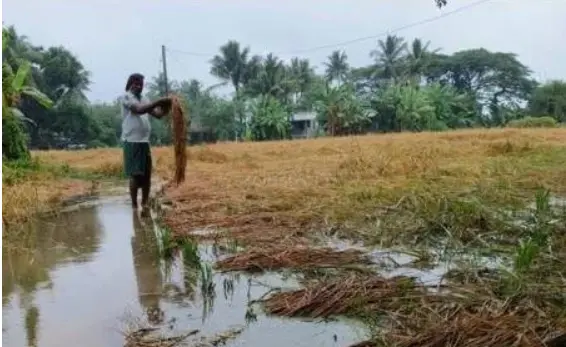 Odisha Govt Orders Immediate Assessment Of Crop Loss Due To Rain; Compensation In 24 Hours
