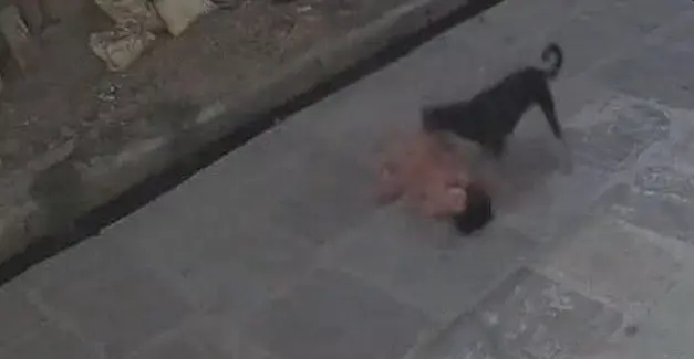 Stray Dog Drags, Mauls Five-Year-Old Girl In Kota; Horrifying Attack Caught On CCTV
