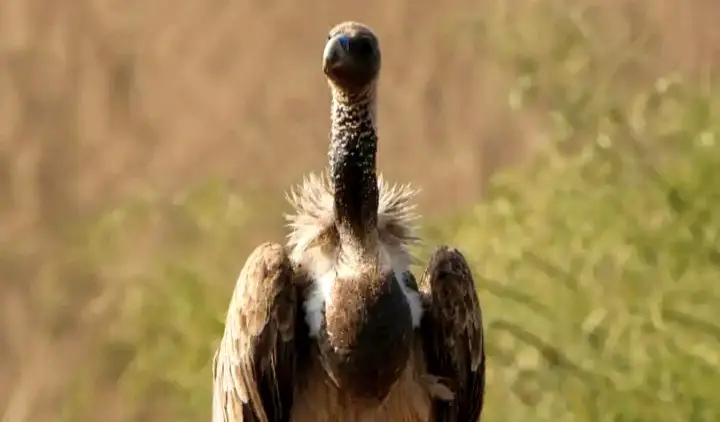 1,600 Km In 56 Days; Rehabilitated Vulture Marks Success For Conservation Efforts