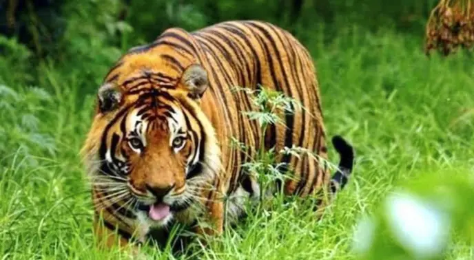 Woman Killed In Tiger Attack Near Kanha National Park