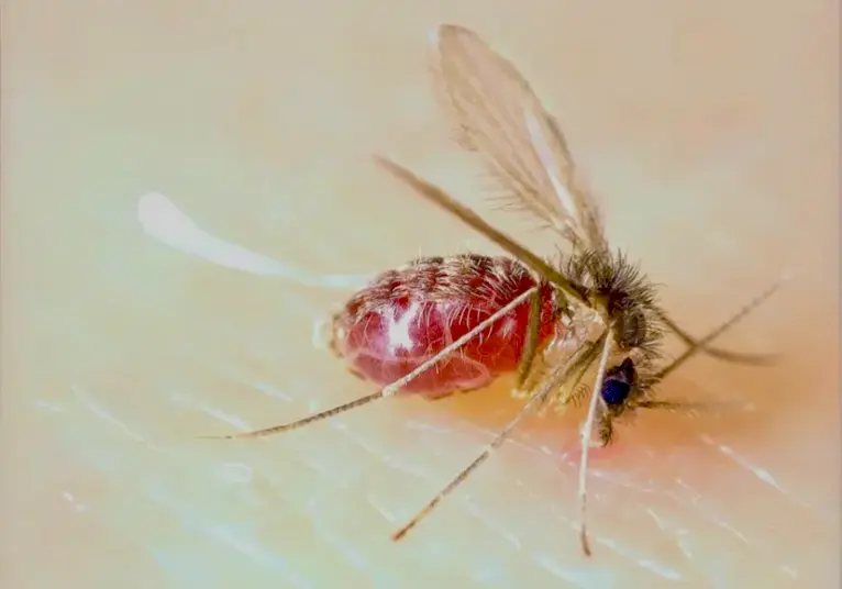 What Is Chandipura Virus That Killed 22 Children In Gujarat? Know More