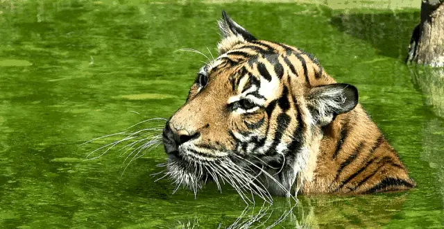 More Than 45 Tigers Already Dead In Madhya Pradesh This Year