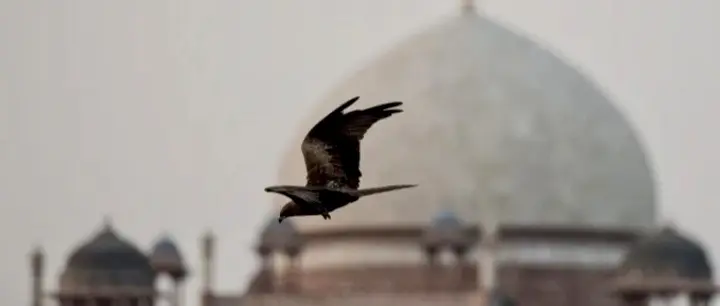 I-Day Feast For Black Kites Of Delhi; Will Be Lured To The Ground During Flypast