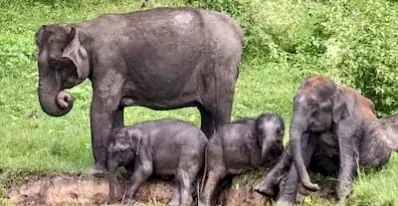 Obstacles And Blockades In Elephant Corridors Unacceptable: SC